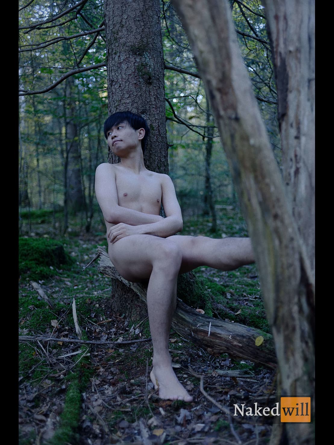 Forest Enigma